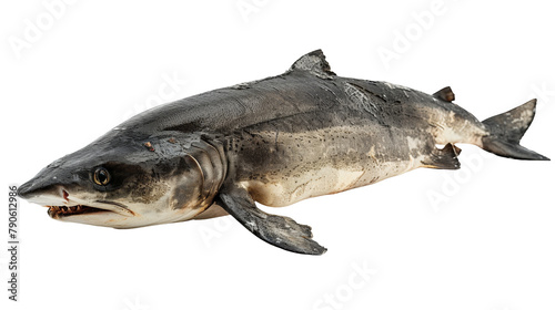 Icelandic fermented shark