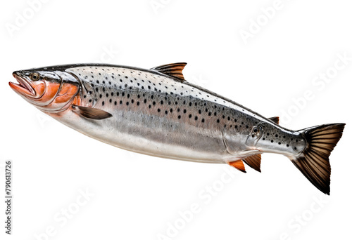 Whole salmon isolated on white photo