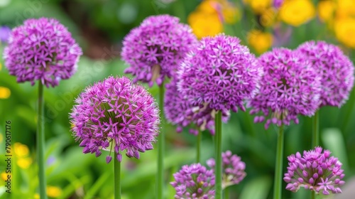 Allium s vibrant and lovely lilac blooms enhance a summer park or garden
