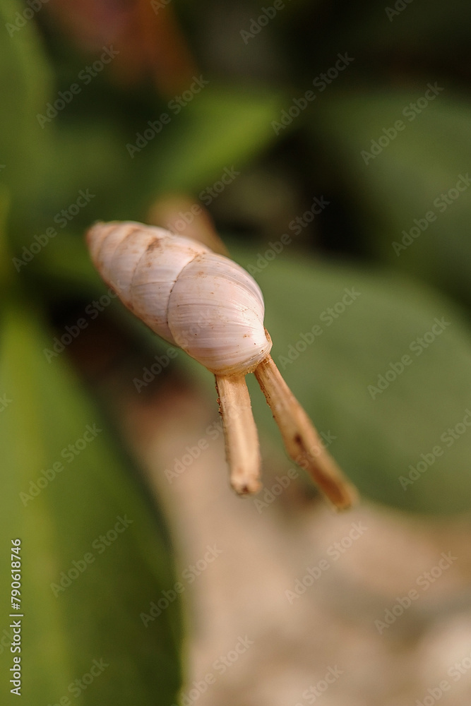 Pointed Snail, Cochlicella acuta, resting on a blade of grass Pointed Snail, Cochlicella acuta, resting on a blade of grass