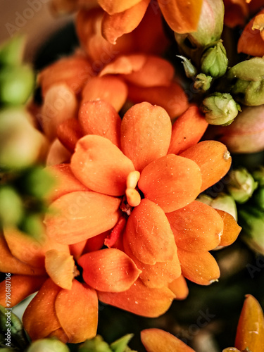 Macro photo of yellow blossoms on a kalanchoe plant