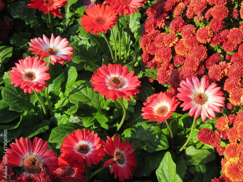 秋の花壇に美しく咲く、赤が鮮やかなピンポンマムとガーベラの花