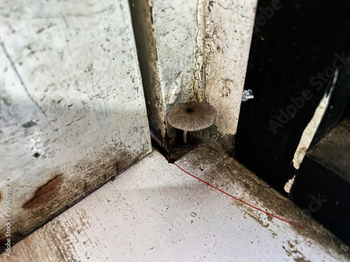 pleated inkcap mushroom grows on corner of dirty room photo