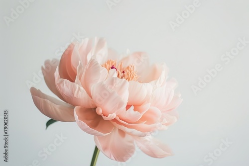 A minimalist composition featuring a single pink peony, symbolizing prosperity and romance, against a stark white background