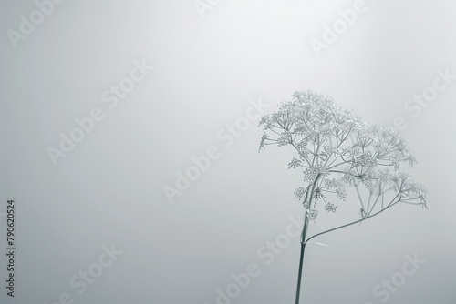 A minimalist composition featuring a single stem of Queen Anne s Lace against a muted background. 