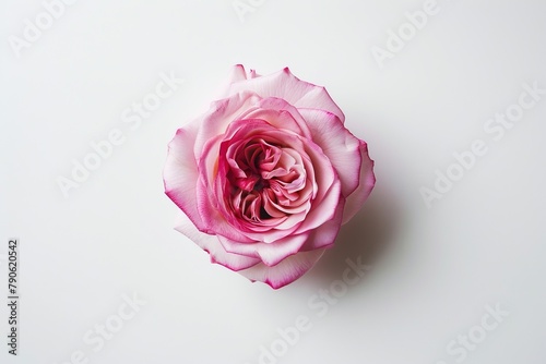 A minimalist composition of a single pink rose  centered against a stark white background.