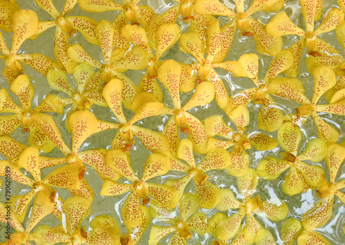 Close up Mokara yellow orchid plant Isolated on  water