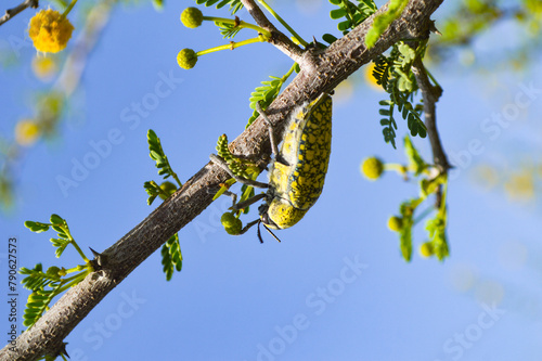 yellow flowers on blue sky background, close up of julodis insect vachellia nilotica photo