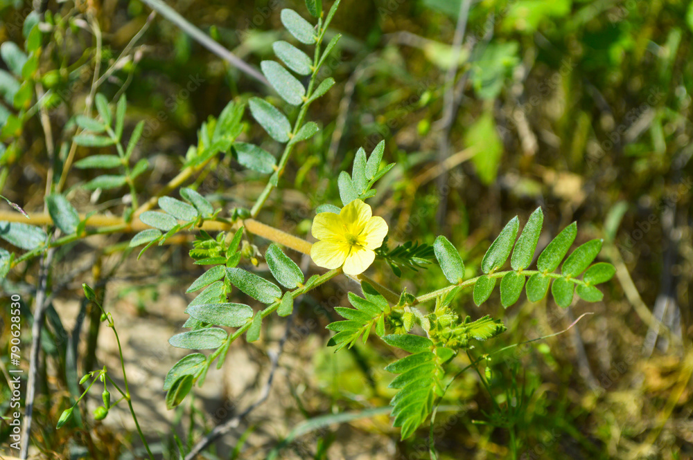close up of yellow bindii plant plant flower close up of yellow bindii plant plant flower