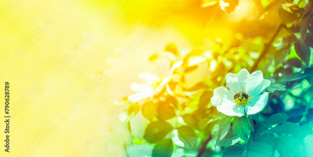 Obraz premium Summer sunny background with white flower and bee.