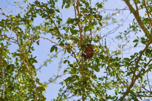 pithecellobium dulce dry fruit on tree photo