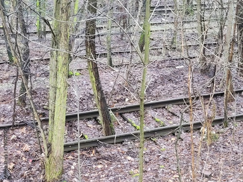 Tory starej, opuszczonej bocznicy kolejowej zarośnięte dzisiaj drzewami i krzakami