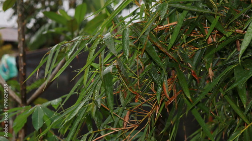 Fresh bamboo leaves. Bamboo leaves exposed to rain