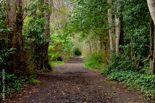 footpath in the woods