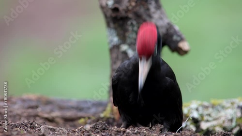 black woodpecker perched on an anthill feeding, dryocopus martius, martius, dryocopus, picidae, piciformes photo