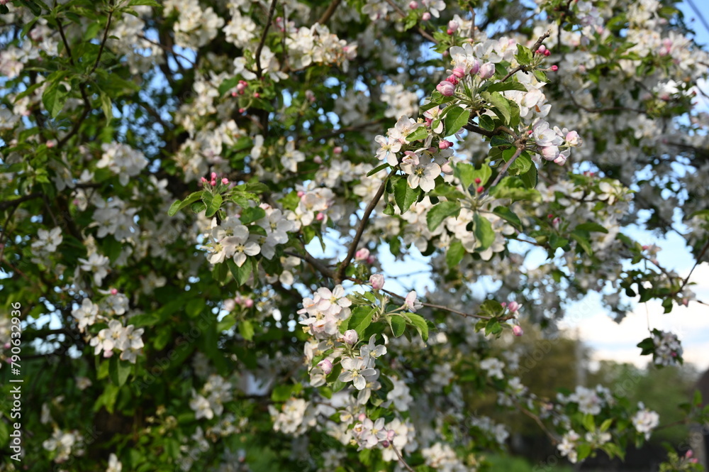 apple blossom spring sunny day