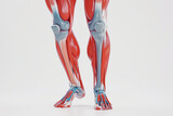 2 jambes du pied à la cuisse, sans la peau, façon illustration médicale rendu 3D montrant les articulations, les muscles et les os.