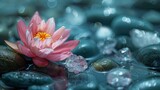 Vibrant Pink Lotus Flower Blooming on Tranquil Water.