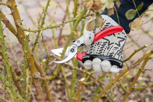 Billede på lærred Cutting branches on rosa bush using pruning shears, secateur