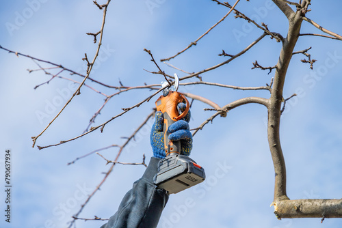 Gardener's hand prunes and cuts branches of a tree in the garden with using electric battery powered pruning secateurs, shears. Pruning electric tools. Season spring cut tree.