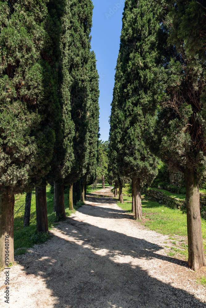 A serene cypress lined gravel path beckons visitors for a tranquil walk under the azure sky, captured in a lush arboretum in Italy