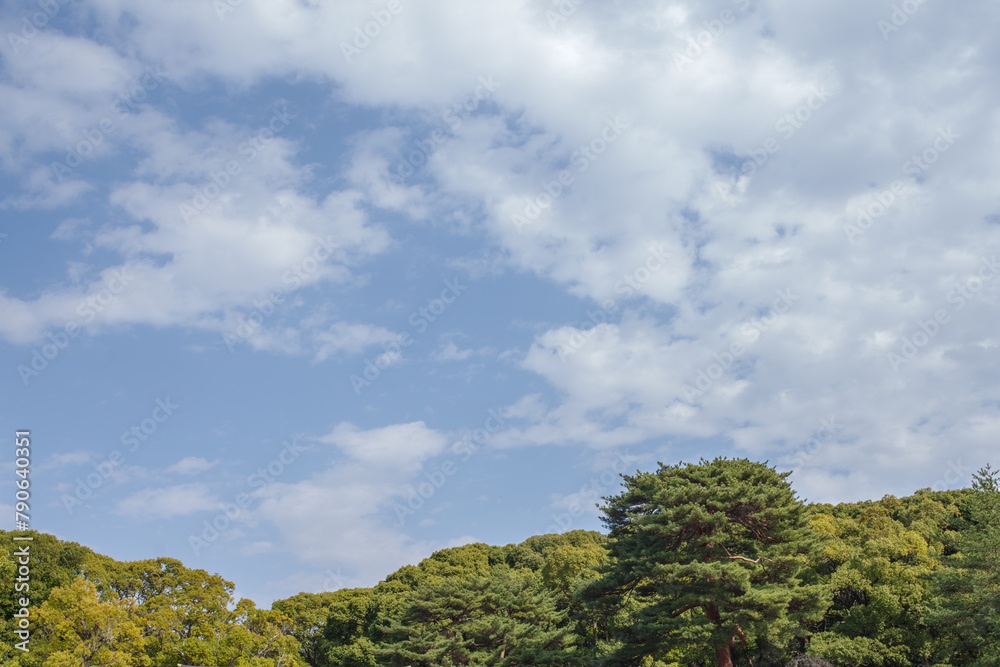 明治神宮の美しい杜と空