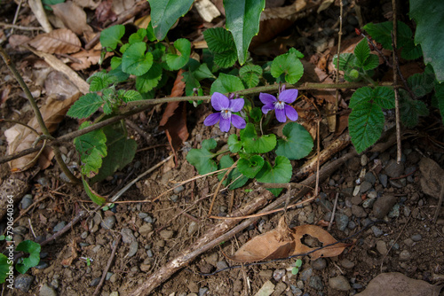 明治神宮御苑の美しいスミレの花