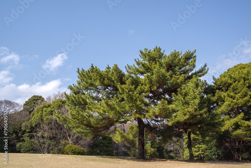 明治神宮北池芝生広場の穏やかな風景