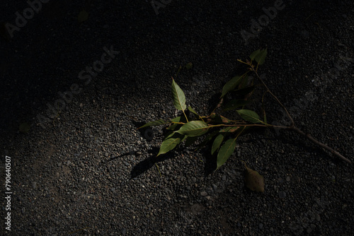 明治神宮の美しい光と影