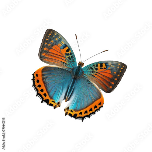 Flat lay view of the blue and orange butterfly on transparent background © MiraCle72