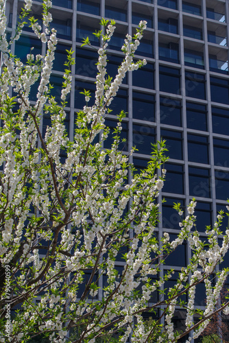 東京港区赤坂氷川公園のハナモモ