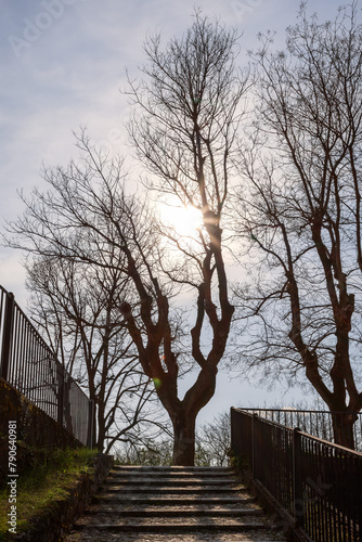 Early spring scene capturing a staircase ascending towards a silhouette of leafless trees against the sun backlight, in a serene park setting