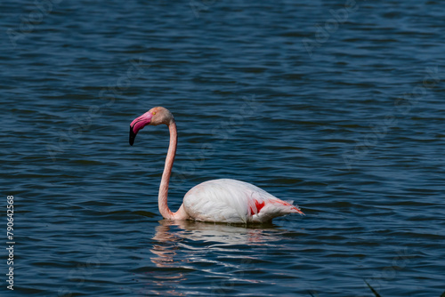 Flamingos as they pass through the natural park, the deep