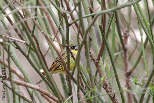 明治神宮御苑にアオジのオスがいる