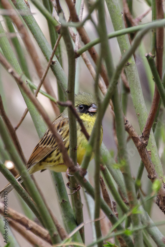 明治神宮御苑にアオジのオスがいる
