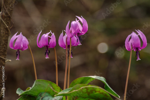 明治神宮御苑に咲く美しいカタクリ