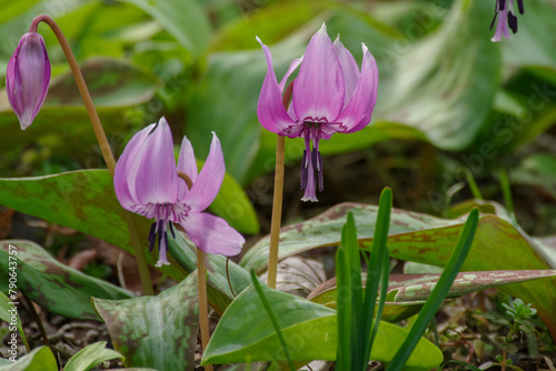 明治神宮御苑に咲く美しいカタクリ
