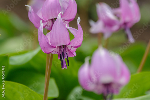 明治神宮御苑に咲く美しいカタクリ