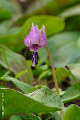 明治神宮御苑に咲く美しいカタクリ