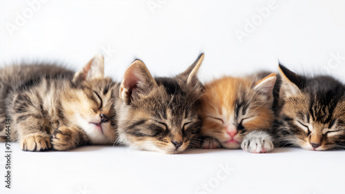 Four adorable kittens sleeping side by side on a white background. photo