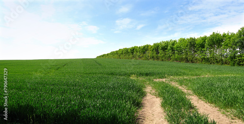 Farm  path and nature in environment  trees and land with peace  blue sky and ecosystem in countryside. Sustainability  morning and grass for field  scenery and outdoor  greenery and agriculture