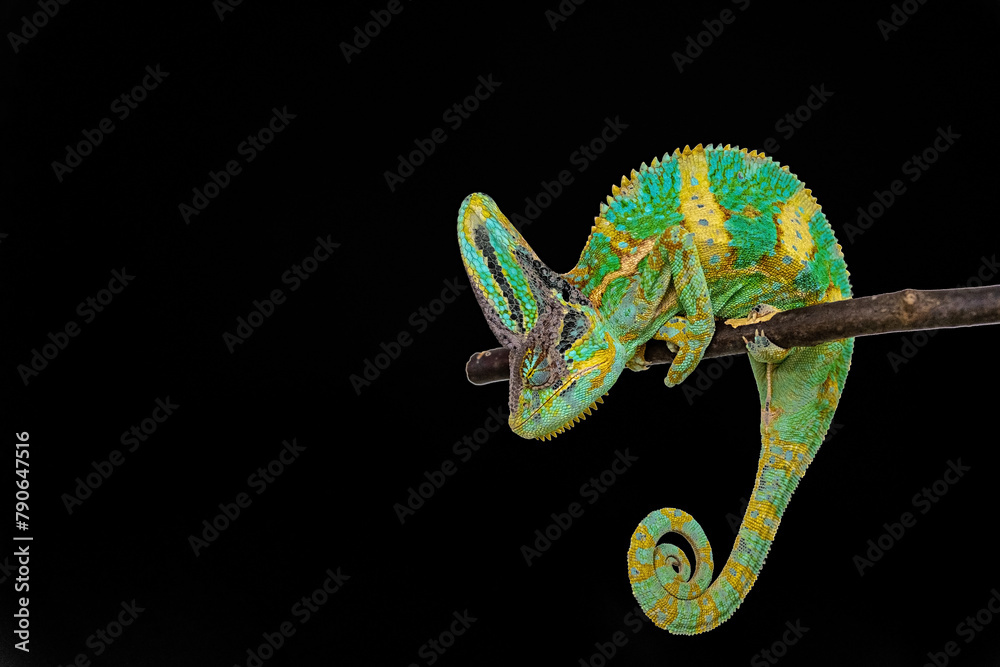 Fototapeta premium Cute funny chameleon - Chamaeleo calyptratus on a branch