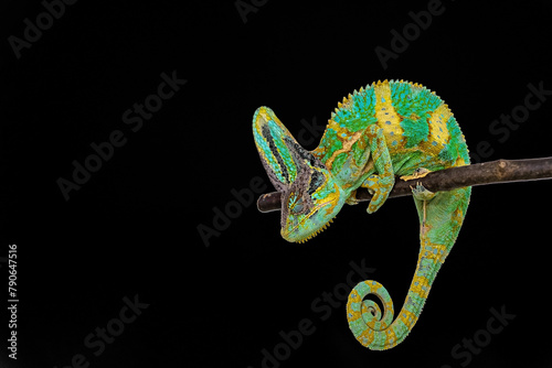 Cute funny chameleon - Chamaeleo calyptratus on a branch