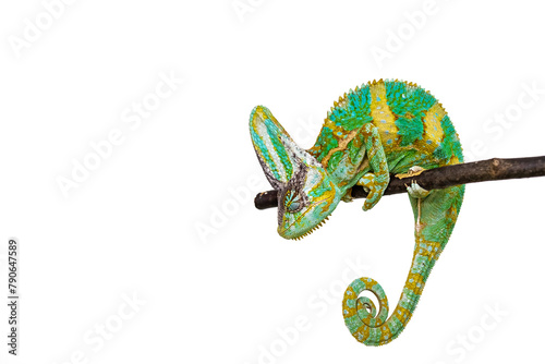 Cute funny chameleon - Chamaeleo calyptratus on a branch