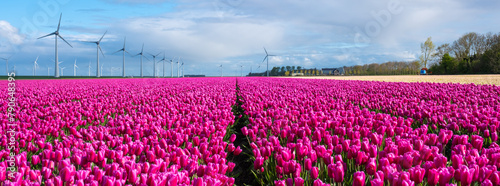 A picturesque scene of a vibrant field of pink tulips dancing in the wind, with majestic windmills standing tall in the background photo