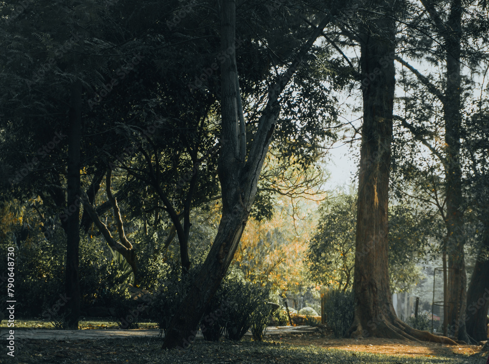 Naklejka premium morning in the forest