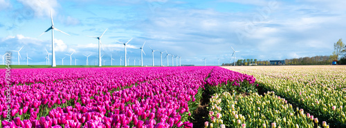 Endless rows of vibrant pink tulips stretch across a field, gently swaying in the breeze alongside majestic windmills under a clear blue sky in the Netherlands photo