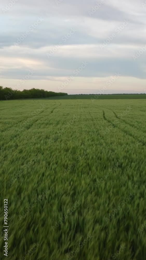 Aerial vertical view on green wheat field in countryside. Field of wheat blowing in the wind on sunset. Young and green Spikelets. Ears of barley crop in nature. Agronomy, industry and food production Aerial vertical view on green wheat field in countryside. Field of wheat blowing in the wind on sunset. Young and green Spikelets. Ears of barley crop in nature. Agronomy, industry and food production