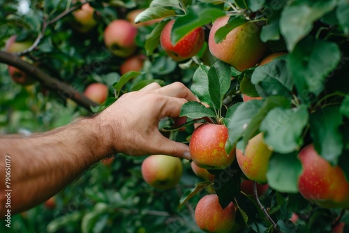 men's hands pluck red apples from a tree. harvesting at the country . close-up. Beautiful simple AI generated image in 4K, unique.
