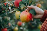 Close-up. The gardener inspects the fruits of apples in the garden. Tree care.. Beautiful simple AI generated image in 4K, unique.